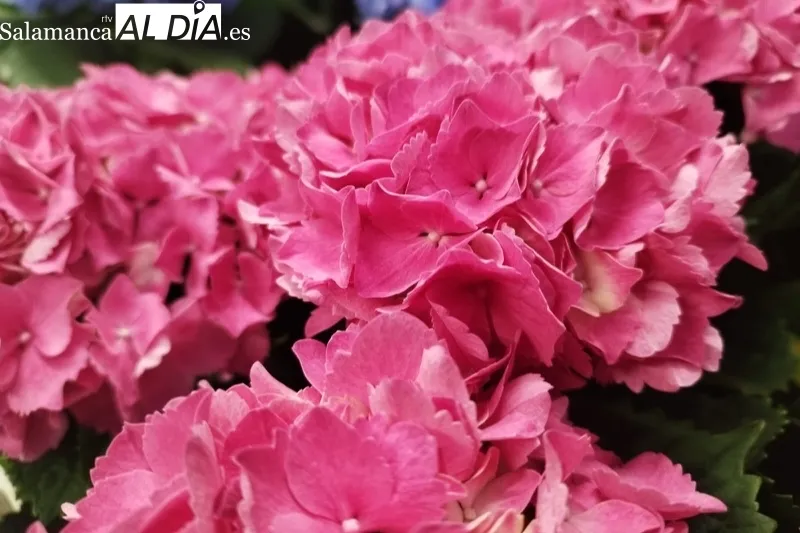 Floristeria Martina esta en el Paseo de la Estación 8 en Peñaranda