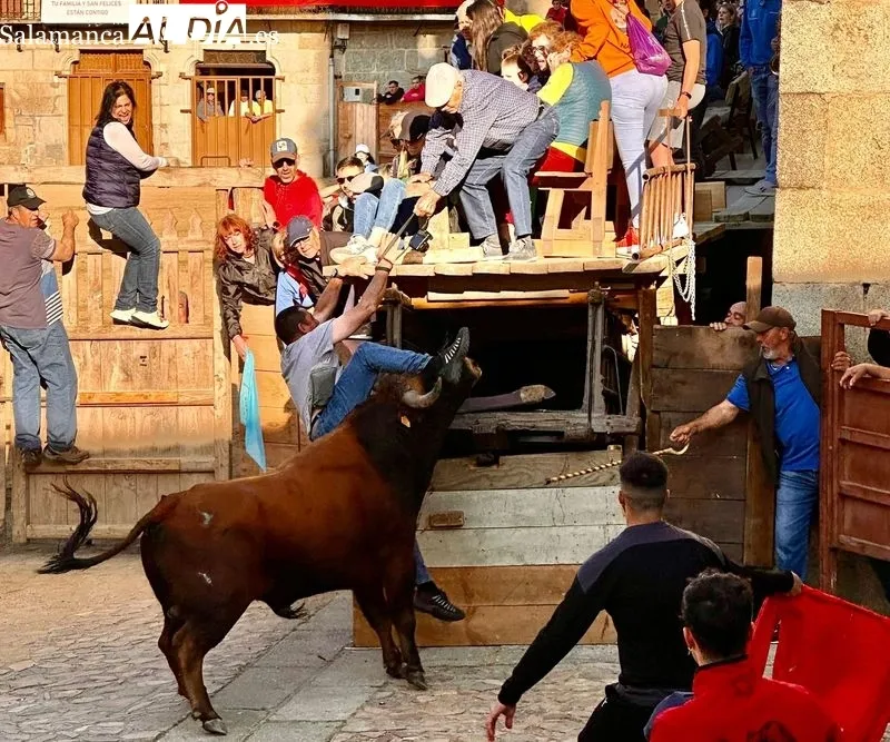 Foto 4 - Intensa jornada taurina en las fiestas de El Noveno de San Felices de los Gallegos 