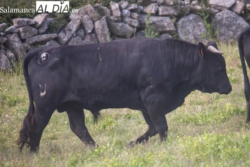Se lidiarán cinco añojos y una vaca de la ganadería de Hijos de Dioniso Rodríguez / DANIEL ROMÁN