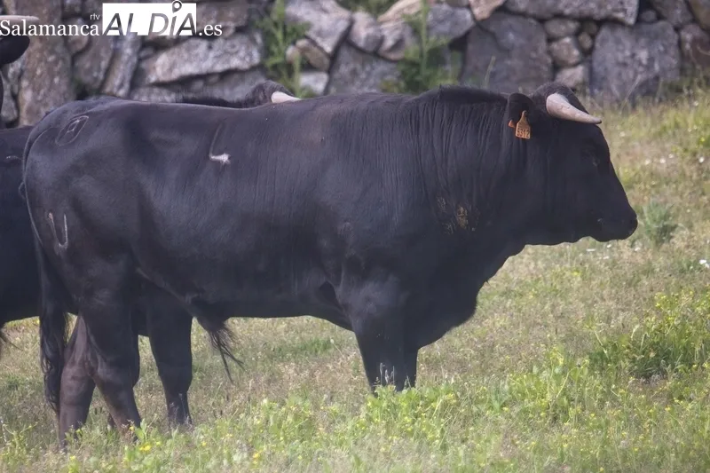 Se lidiarán cinco añojos y una vaca de la ganadería de Hijos de Dioniso Rodríguez / DANIEL ROMÁN
