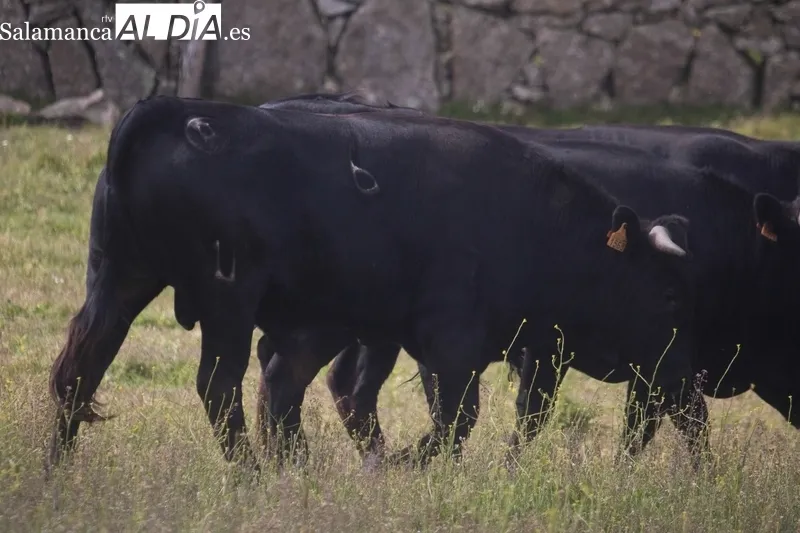 Se lidiarán cinco añojos y una vaca de la ganadería de Hijos de Dioniso Rodríguez / DANIEL ROMÁN