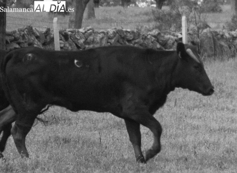 Se lidiarán cinco añojos y una vaca de la ganadería de Hijos de Dioniso Rodríguez / DANIEL ROMÁN