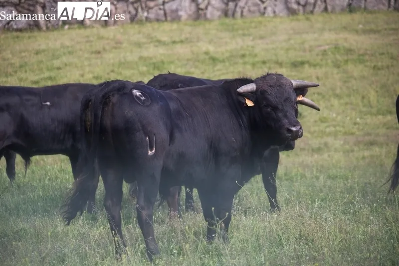 Se lidiarán cinco añojos y una vaca de la ganadería de Hijos de Dioniso Rodríguez / DANIEL ROMÁN