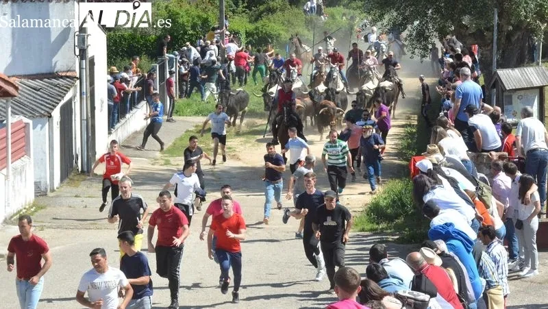 Foto 2 - Intensa jornada taurina en las fiestas de El Noveno de San Felices de los Gallegos 