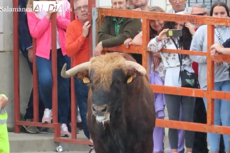 Cantalpino vivía este sábado su VII Toro de San Isidro