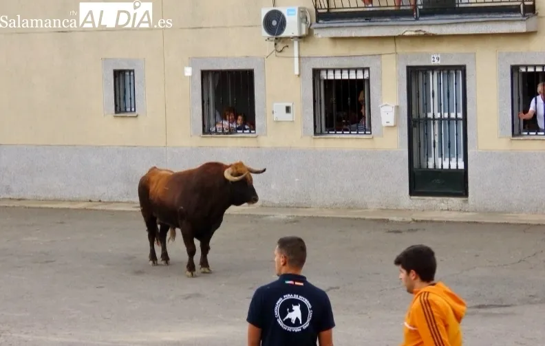 Cantalpino vivía este sábado su VII Toro de San Isidro
