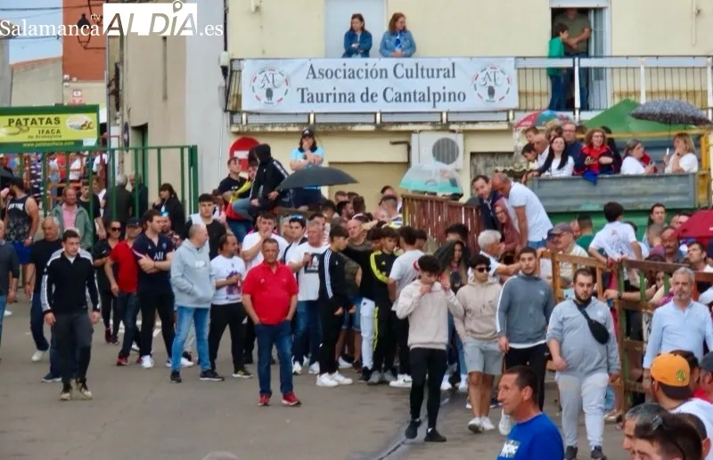 Cantalpino vivía este sábado su VII Toro de San Isidro