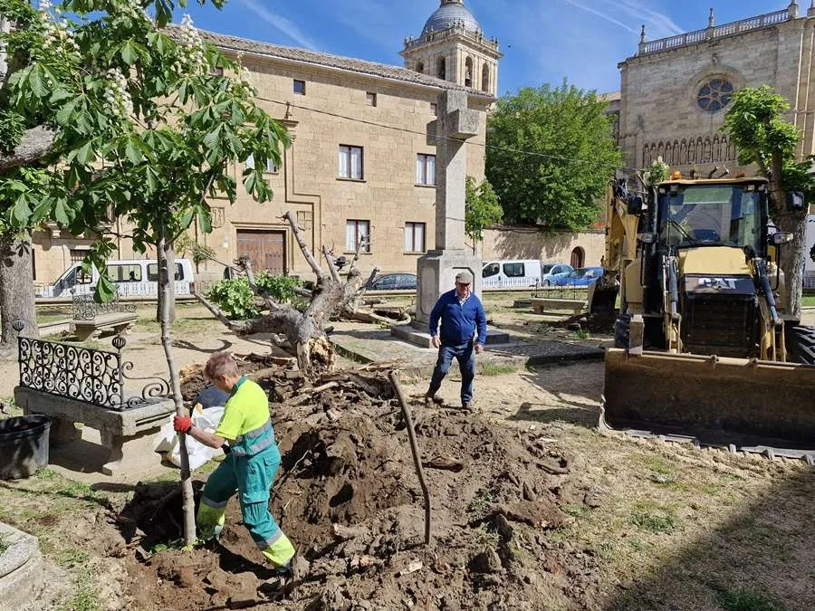 Foto 4 - Retirados por su mal estado dos veteranos &aacute;rboles de la Plazuela de San Salvador