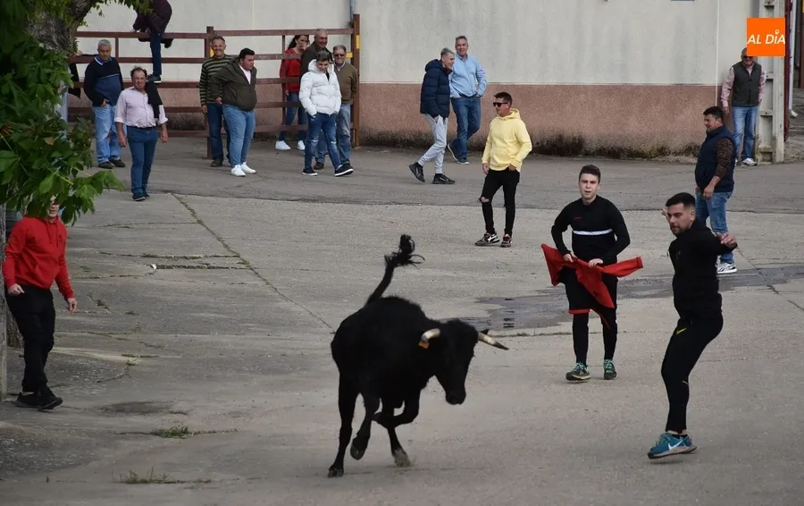 Foto 2 - La tarde taurina de Saelices suscita una notable expectaci&oacute;n pese a la competencia