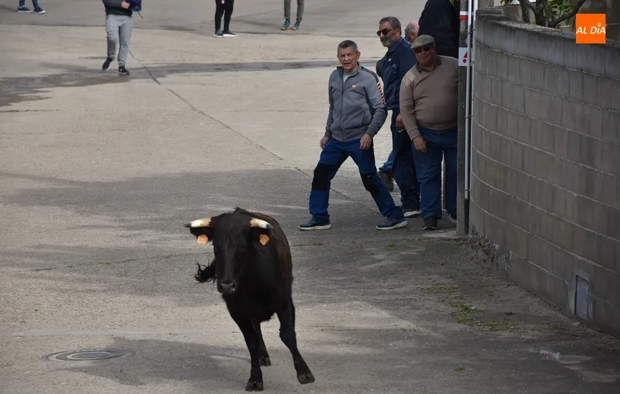 Foto 3 - La tarde taurina de Saelices suscita una notable expectaci&oacute;n pese a la competencia