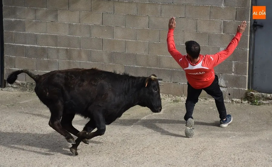 Foto 4 - La tarde taurina de Saelices suscita una notable expectaci&oacute;n pese a la competencia