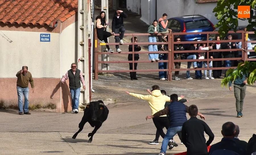 Foto 5 - La tarde taurina de Saelices suscita una notable expectaci&oacute;n pese a la competencia