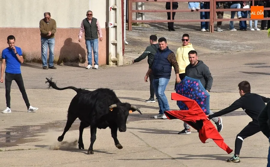 Foto 6 - La tarde taurina de Saelices suscita una notable expectaci&oacute;n pese a la competencia