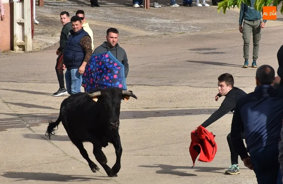 Foto 7 - La tarde taurina de Saelices suscita una notable expectaci&oacute;n pese a la competencia