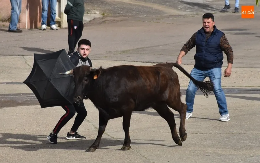 Foto 9 - La tarde taurina de Saelices suscita una notable expectaci&oacute;n pese a la competencia