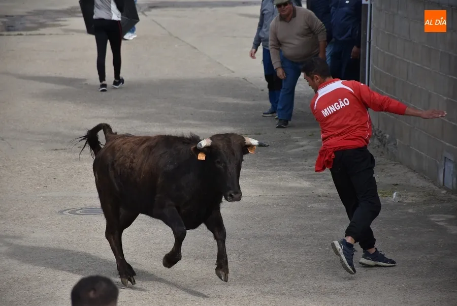 Foto 10 - La tarde taurina de Saelices suscita una notable expectaci&oacute;n pese a la competencia