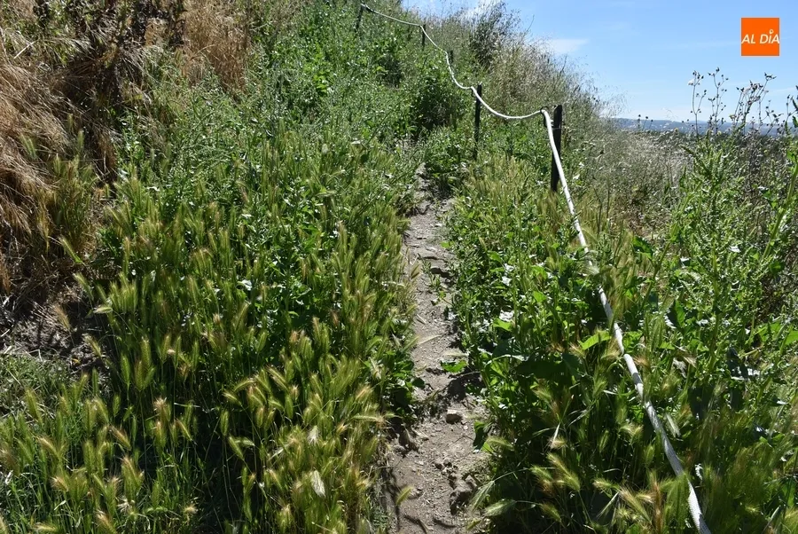Foto 6 - Nuevas quejas por la hierba alta junto a La Pesquera y en la cuesta de las Emes