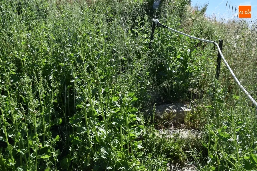 Foto 7 - Nuevas quejas por la hierba alta junto a La Pesquera y en la cuesta de las Emes