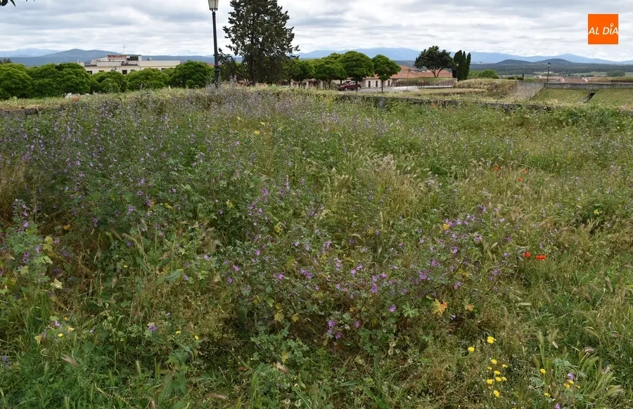 Foto 8 - El PSOE resalta que el PP &ldquo;sucumbe&rdquo; a la hora de controlar la vegetaci&oacute;n cuando era lo que m&aacute;s criticaba