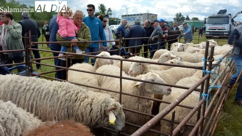 Foto 5 - Lumbrales vive una gran Feria de San Isidro con mucha animaci&oacute;n