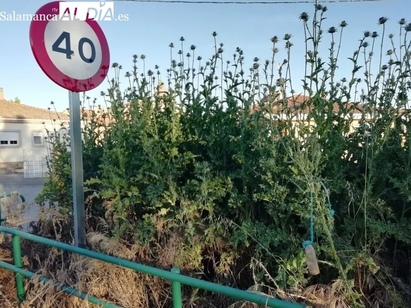 Foto 4 - Densa vegetaci&oacute;n en terrenos circundantes a la CL-517 en Lumbrales