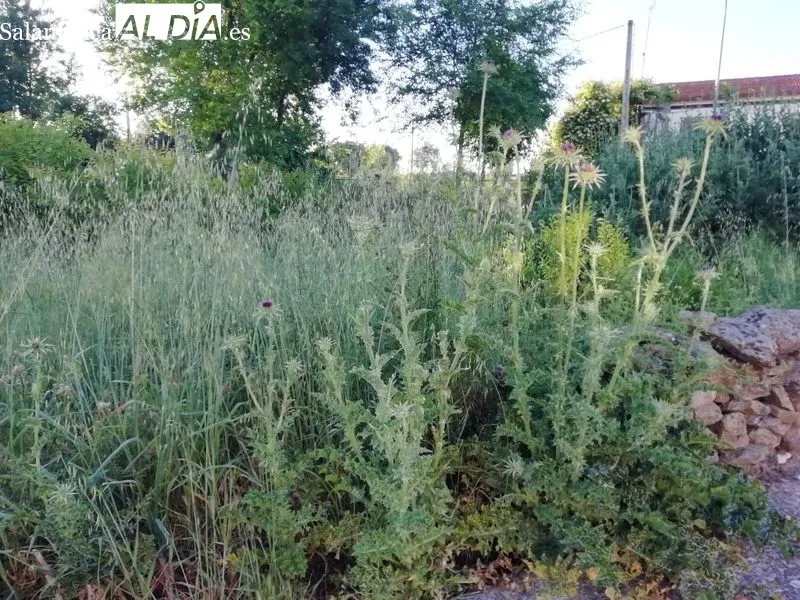 Foto 6 - Densa vegetaci&oacute;n en terrenos circundantes a la CL-517 en Lumbrales