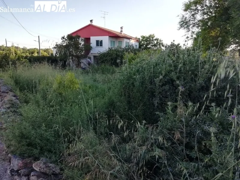Foto 5 - Densa vegetaci&oacute;n en terrenos circundantes a la CL-517 en Lumbrales