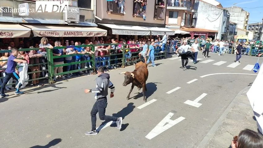 Nuevo éxito del Toro de Cajón en Vitigudino / CORRAL