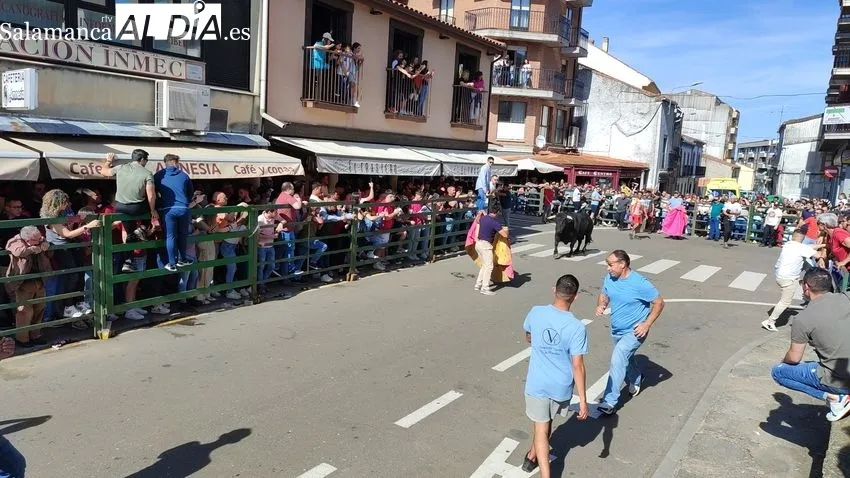 Nuevo éxito del Toro de Cajón en Vitigudino / CORRAL