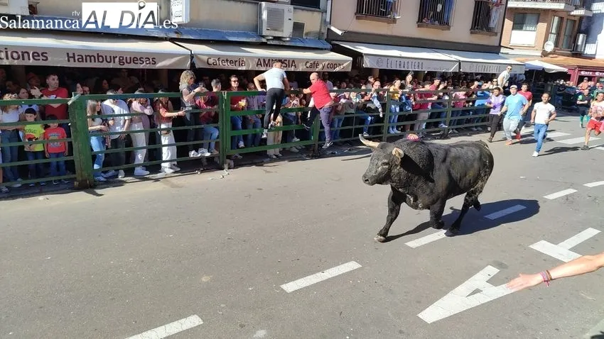 Nuevo éxito del Toro de Cajón en Vitigudino / CORRAL