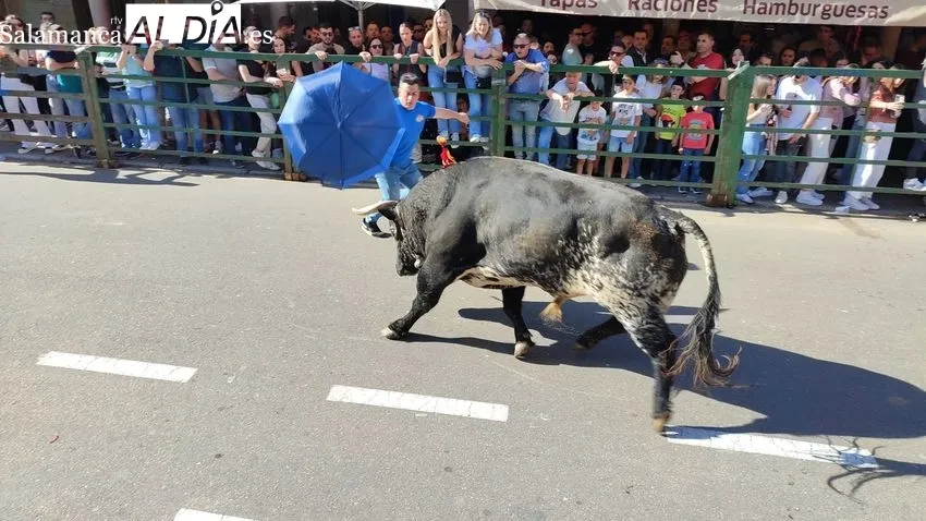 Nuevo éxito del Toro de Cajón en Vitigudino / CORRAL