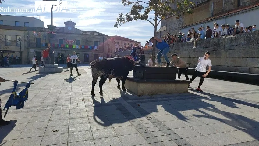 Nuevo éxito del Toro de Cajón en Vitigudino / CORRAL