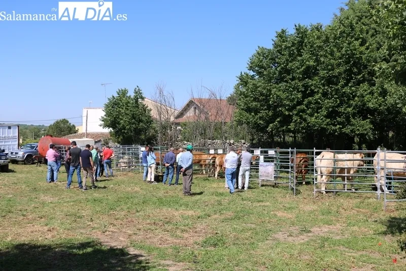 Alfonso Fernández Mañueco muestra su apoyo al sector ganadero en Peralejos de Abajo / CORRAL