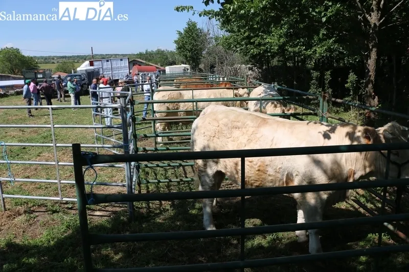 Alfonso Fernández Mañueco muestra su apoyo al sector ganadero en Peralejos de Abajo / CORRAL