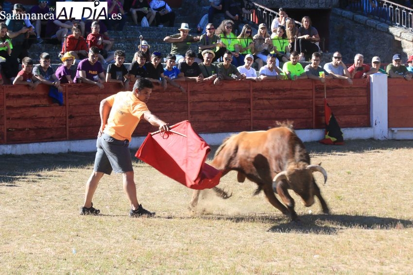 Buen juego de los novillos de Rollanejo en la capea del viernes de Corpus en Vitigudino