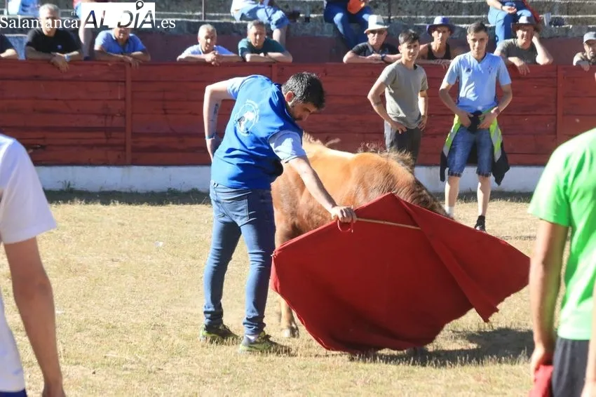 Capea del viernes de Corpus en Vitigudino / CORRAL