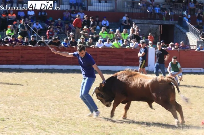 Capea del viernes de Corpus en Vitigudino / CORRAL