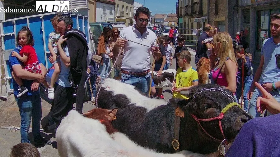 Exitosa bueyada infantil en Vitigudino / CORRAL