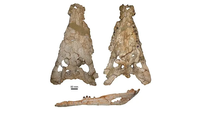   Material tipo de Asiatosuchus oenotriensis, depositado en la Colección de Vertebrados fósiles de la Cuenca del Duero “Sala de las Tortugas” de la Universidad de Salamanca/GBE-UNED