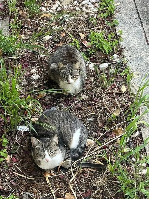 Denuncian la situación que sufren las colonias de gatos de Salamanca: “No están bien atendidos”