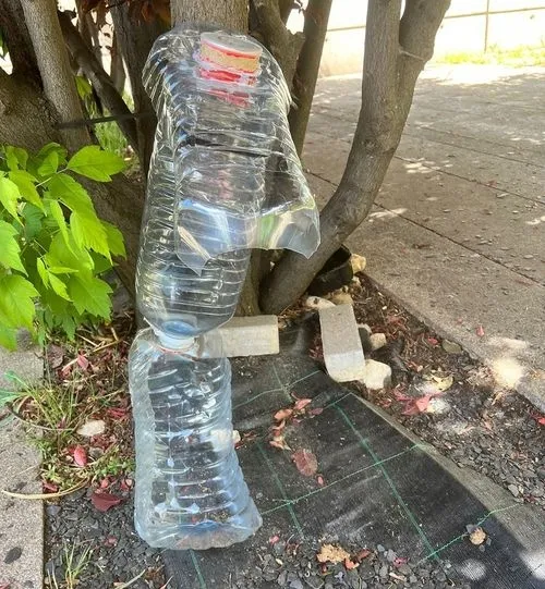 Denuncian la situación que sufren las colonias de gatos de Salamanca: “No están bien atendidos”