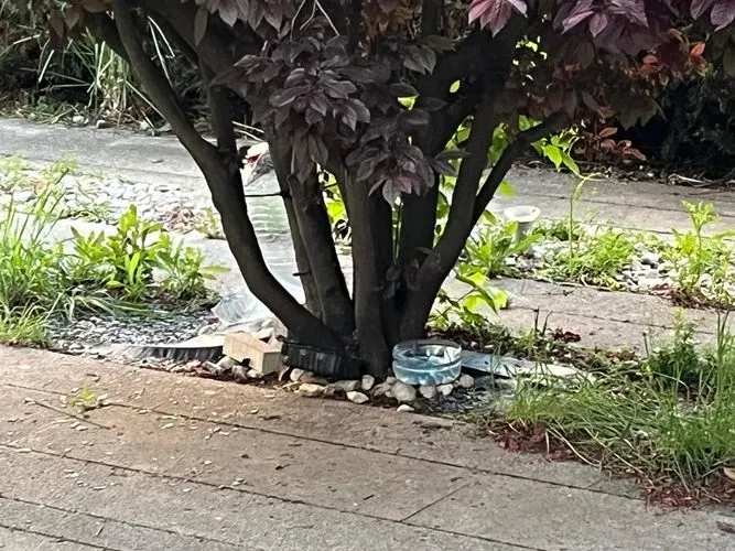 Denuncian la situación que sufren las colonias de gatos de Salamanca: “No están bien atendidos”