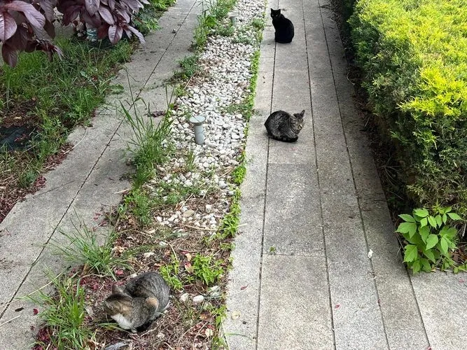 Denuncian la situación que sufren las colonias de gatos de Salamanca: “No están bien atendidos”