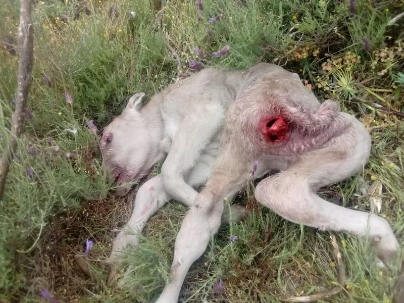 Los buitres acaban con la vida de un ternero en la comarca de Ciudad Rodrigo. Fotos: Asaja
