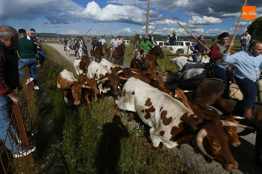 Carpio de Azaba culmina sus fiestas de San Isidro con espectáculos taurinos/ Fotos: Adrián M.Pastor