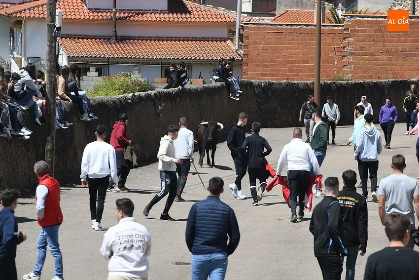 Encierros taurinos con motivo de la festividad de la Santa Cruz en El Bodón/ Fotos: Adrián M.Pastor