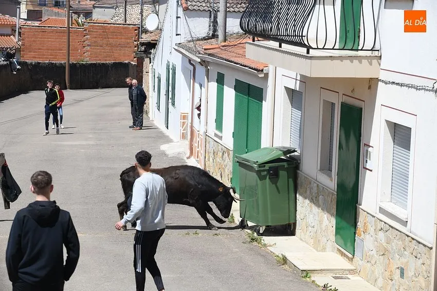 Encierros taurinos con motivo de la festividad de la Santa Cruz en El Bodón/ Fotos: Adrián M.Pastor