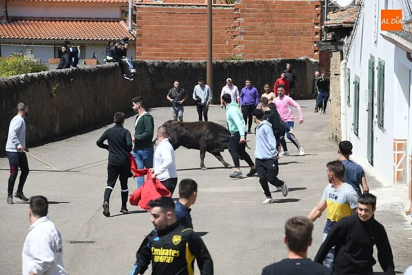 Encierros taurinos con motivo de la festividad de la Santa Cruz en El Bodón/ Fotos: Adrián M.Pastor