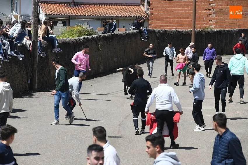 Encierros taurinos con motivo de la festividad de la Santa Cruz en El Bodón/ Fotos: Adrián M.Pastor