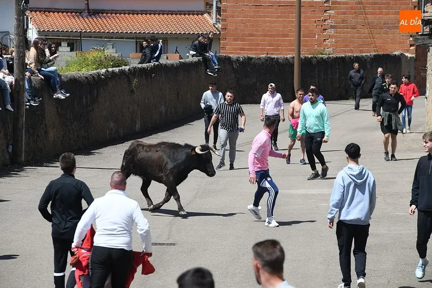 Encierros taurinos con motivo de la festividad de la Santa Cruz en El Bodón/ Fotos: Adrián M.Pastor